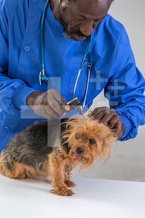 Vet´s appointment.