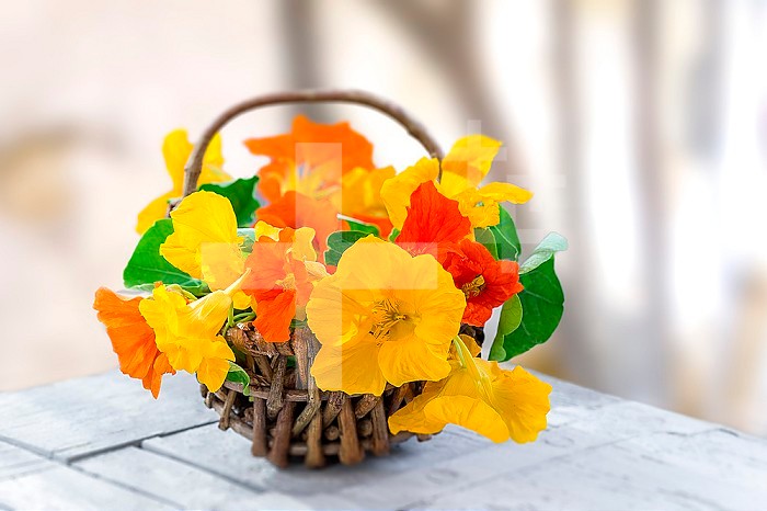 Basket of Nasturtium plant with yellow and orange flowers,