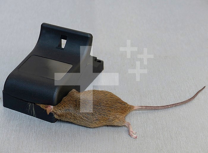Mice infestation. The mousetrap is the least painful method for the mice as they die instantaneously.