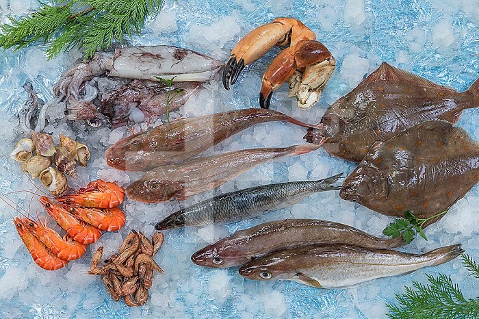 Several type of fresh fish on a mediterranean seafood market on ice over blue background.