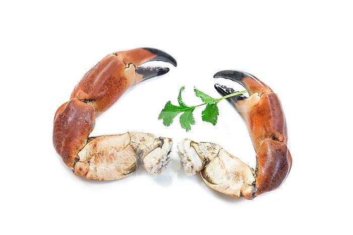 Two Cooked pincers from crab. Isolated on white background