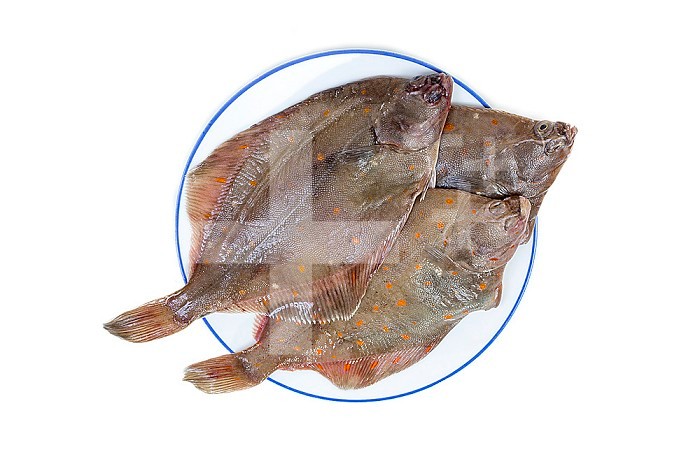 Whole Plaice flatfish isolated on a white background.