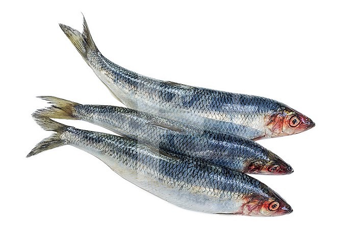 Three Fresh Herring fish isolated on white background.