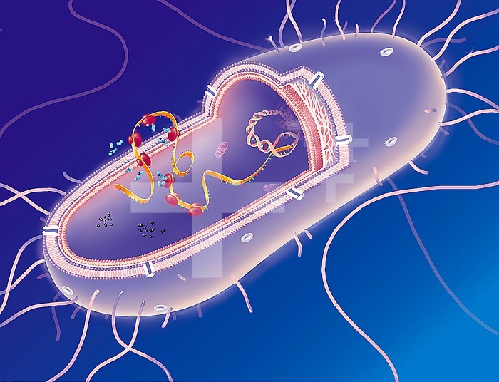 Structure of a gram negative bacterium. The bacterium is partially cut to show its structure: wall traversed by porins, peptidoglycan and membrane. At the heart of the bacteria, DNA in transcription with a long strand of mRNA, the ribosomes producing proteins. on the left, PABA is involved in the transformation of folic acid into folinic acid.