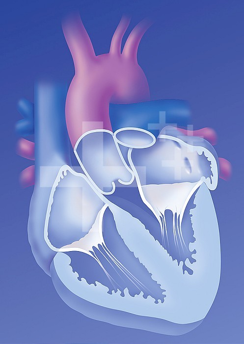 Frontal cut of the heart showing the 4 cardiac cavities. right and left atria, separated from the right and left ventricles by the tricuspid and mitral valves. Entering the large vessels: the aorta, the pulmonary trunk and the superior and inferior vena cava.