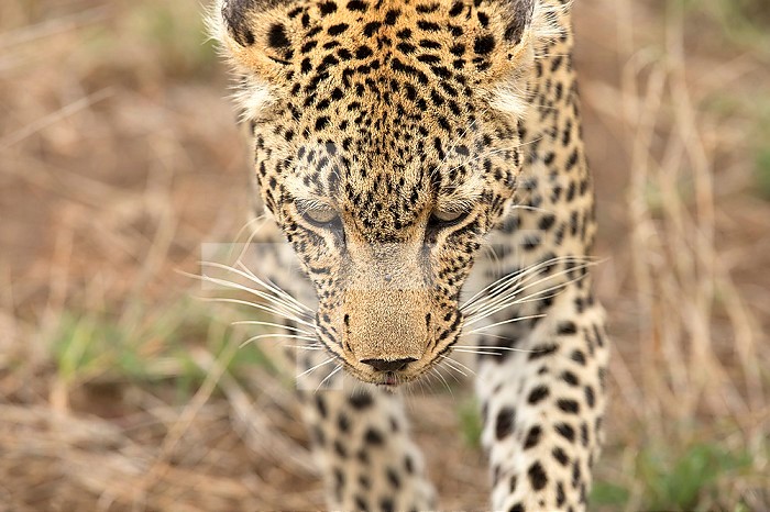 African Leopard (Panthera pardus) in savanna. Kruger National Park. South-Africa.