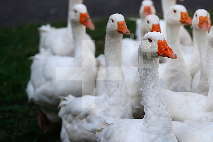 Group of white goose in country farm. France.
