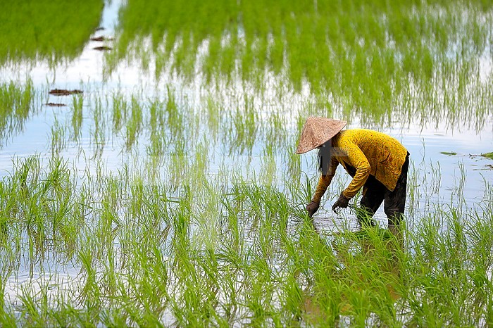 Mekong Delta. Woman farmer working in a rice field. Transplanting rice. Can Tho. Vietnam.