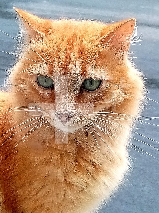 Portrait of a red cat seen from the front.