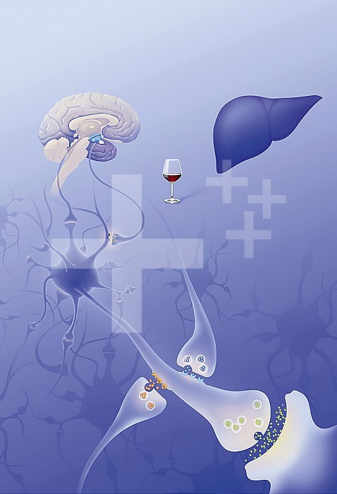 Alcohol addiction and its treatments. Alcohol acts on the neuromediators involved in the reward system. In the upper left, the brain seen in section with, in blue, the area of the circuit of the reward. Under the brain, zoom in on the neural connections involved in the reward circuit. Alcohol acts on the neuromediators involved in the dopaminergic reward system (in blue on the brain), itself modulated by the endogenous opioid system. Alcohol consumption causes the release of endorphins and enkephalins (yellow marbles). Their release inhibits the release of GABA (blue beads) resulting in an increase in the release of dopamine (green beads), which induces pleasure and helps to positively enhance the palatability for alcohol. When consumption becomes chronic and dependence sets in, the release of dopamine is diminished by the binding of dynorphins to the K (black) receptor inducing negative enhancement. the consumer then seeks to consume more alcohol. Disulfiram will act on the liver by antabuse effect. Other molecules will act on u and K opioid receptors to inhibit positive reinforcement. Still others will stimulate GABAergic receptors and / or the excitatory action of glutamate (orange beads) thereby inhibiting the release of dopamine.