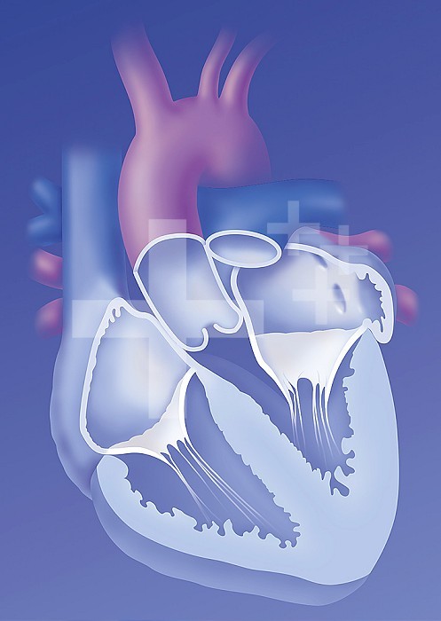 The heart and its nerve conduction. Frontal cut of the heart showing the 4 cardiac cavities: right and left atria, separated from the right and left ventricles by the tricuspid and mitral valves. The opening of the large vessels: the aorta the pulmonary trunk and the superior and inferior vena cava.