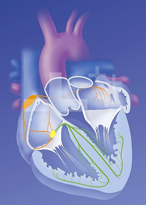 The heart and its nerve conduction, cardionector system. Frontal cut of the heart showing the 4 cardiac cavities: right and left atria, separated from the right and left ventricles by the tricuspid and mitral valves. The opening of the large vessels: the aorta the pulmonary trunk and the superior and inferior vena cava. The electrical conduction of the heart starts at the sinus node of Keith and Flack (orange), spreads to the auricles and atrioventricular node (yellow), then the bundle of His and the fibers of Punkinje (green)