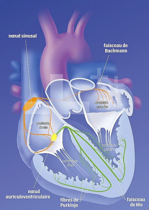 The heart and its nerve conduction, system cardionectors. Frontal cut of the heart showing the 4 cardiac cavities: right and left atria, separated from the right and left ventricles by the tricuspid and mitral valves. The opening of the large vessels: the aorta the pulmonary trunk and the superior and inferior vena cava. The electrical conduction of the heart starts at the sinus node of Keith and Flack (orange), spreads to the auricles and atrioventricular node (yellow), then the bundle of His and the fibers of Punkinje (green)
