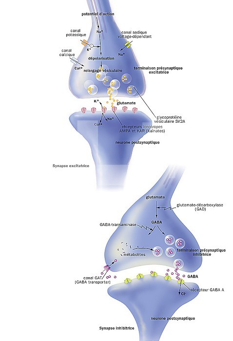 Epilepsy and treatment of excitatory glutamatergic synapses and GABAergic, inhibitory. At the top, an excitable synapse. The vesicles of the presynaptic termination release glutamate (yellow) which, upon contact with the inotropic AMPA and KAR receptors (pink) of the postsynaptic neuron, triggers the release of Ca2 +, Na + and K +. Calcium, potassium and sodium channels are located on the presynaptic termination. Below, an inhibitory synapse. The presynaptic termination releases GABA (pink) which, in contact with the GABA A receptors (green) of the postsynaptic neuron, allows the passage of Cl-. A GAT channel is located on the left edge of the presynaptic terminus that recovers GABA that is converted to metabolites prior to their recombination into GABA in the vesicles.