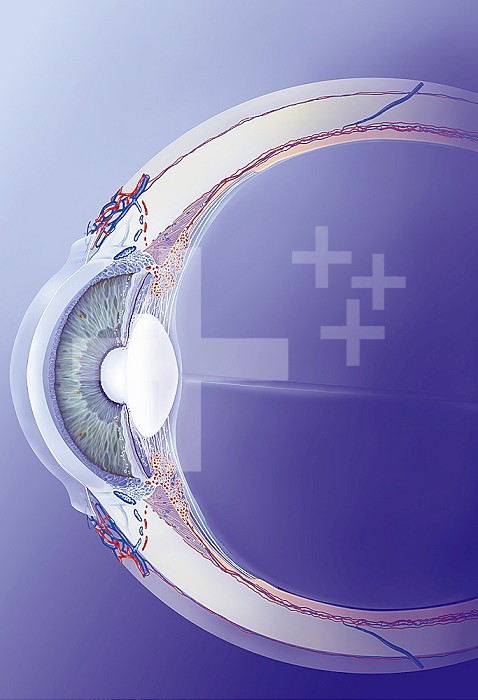 Schlemm canal detail eye catch, trabeculum, aqueous humor. Section of the eye showing the main anterior structures of the eye with, behind the cornea, the anterior chamber, the iris and the lens, and then the chamber. The aqueous humor produced by the ciliary bodies (connected to the lens by the suspensory ligaments) passes through the pupil and is evacuated via the trabecular meshwork (at the junction between the cornea and the iris) by Schlemm´s canal to the circulation. venous.