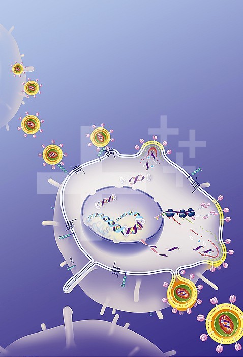 HIV replication cycle in the host cell, antiretrovirals. In the upper left, HIV is fixed on a TCD4 lymphocyte seen in section, thanks to the CD4 receptor, fused using the co-receptor CCR5 and integrates the cell. Transcription of native viral RNA into proviral DNA (reverse transcriptase). Integration of proviral DNA into the genome of the host cell. Transcription of viral DNA into mRNA and synthesis of viral precursor proteins, assembly and budding release of new infecting viruses in the lower right.