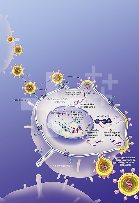HIV replication cycle in the host cell, antiretrovirals. In the upper left, HIV is fixed on a TCD4 lymphocyte seen in section, thanks to the CD4 receptor, fused using the co-receptor CCR5 and integrates the cell. Transcription of native viral RNA into proviral DNA (reverse transcriptase). Integration of proviral DNA into the genome of the host cell. Transcription of viral DNA into mRNA and synthesis of viral precursor proteins, assembly and budding release of new infecting viruses in the lower right.