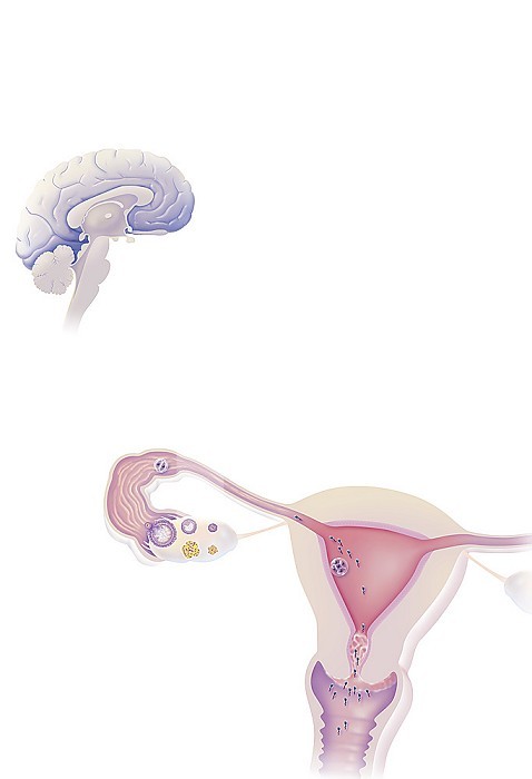 Brain and ovary, uterine endometrium, cervical mucus, targets of hormonal contraceptives. The hypothalamus regulates the secretion of FSH and LH from the pituitary gland. FSH and LH occur at the time of follicular phase and ovulation. In case of fertilization, the egg fertilized by the spermatozoa migrates to the uterus for its nesting in the endometrium. Hormonal contraception acts by blocking the hypothalamic-pituitary axis, blocking ovulation, rendering the endometrium unsuitable for nesting and / or modifying cervical mucus, making it unfit for sperm migration.