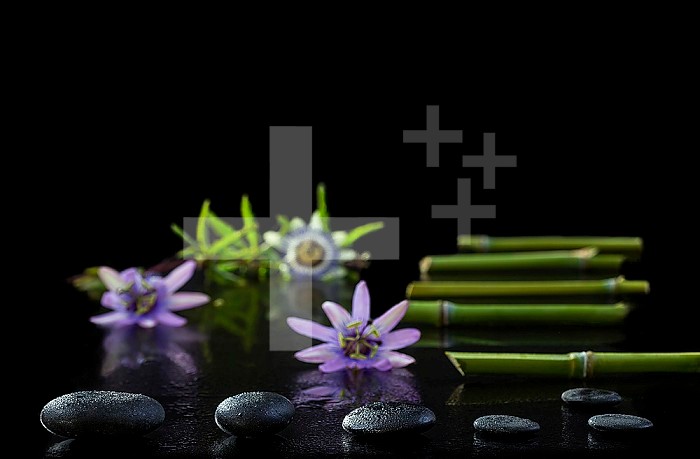 Beautiful spa composition with passiflora, bamboo and stones on black