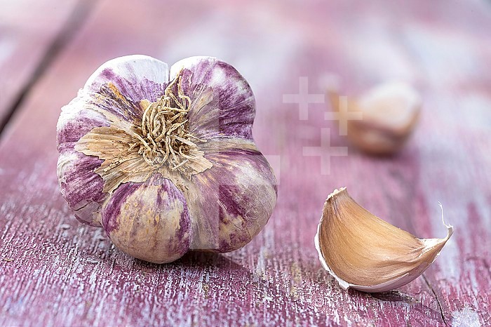 New harvest french big pink and violet garlic braid from France on pink wooden, background