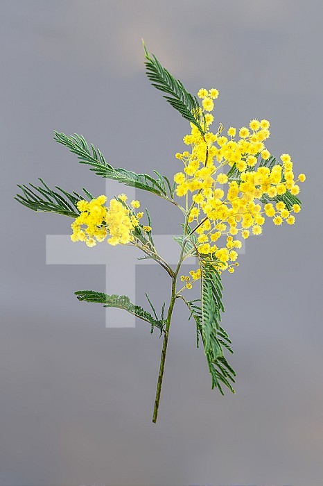 Branches and flowers of mimosa on a grey background. copy space