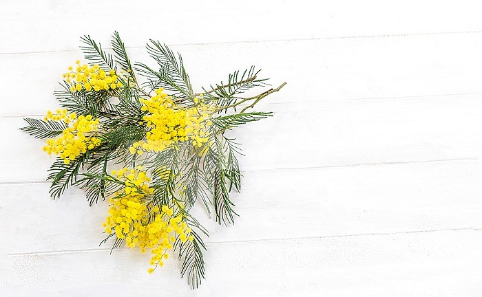 Bouquet mimosa on a white wooden background. top view. copy space