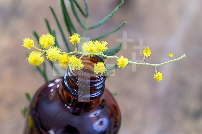Essential aroma oil with mimosa and fresh flowers