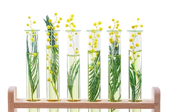 Branch of a blossoming mimosa in a laboratory glass, test tubes.