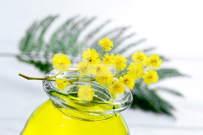 Mimosa essential aroma oil on white background