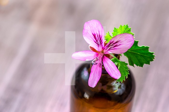 Geranium essential oil (extract, infusion, remedy, tincture) container.