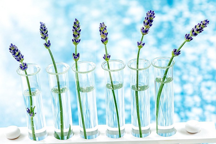 Scientific experiment on flowers lavender in test tubes.