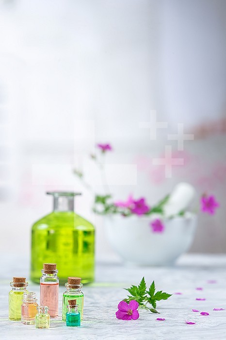 Essential geranium oil in bottle and geranium flowers, mortar on background.