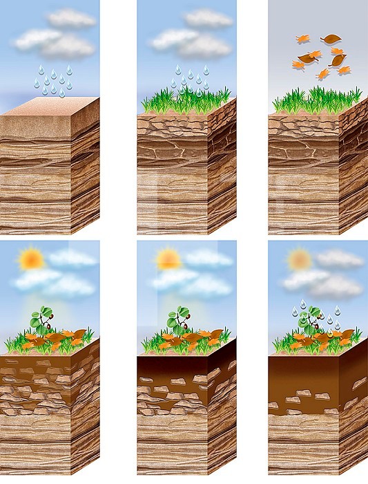 Didactic illustration representing the different stages of soil formation, a long and complex process that allows the soil to differentiate into layers or horizons whose humus in the last stage is the most superficial layer and the richest in organic matter.