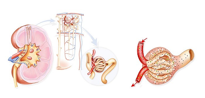 Medical illustration depicting a kidney in section with a zoom on the nephron, the glomerulus and the urea evacuation process (red balls on the drawing on the right). The urea contained in the blood is filtered in the kidney. level of the glomerulus, which constitutes the urine with the excess of water and molecules foreign to the body.