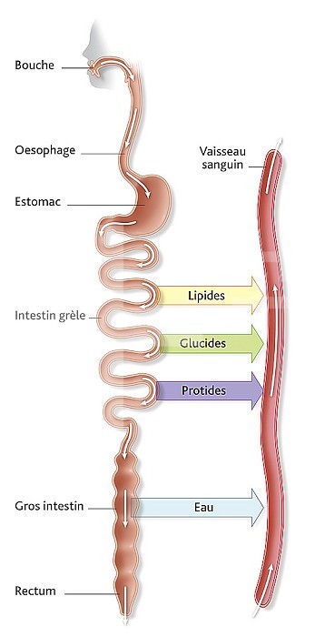 Schematic medical illustration that represents the interaction between digestion and blood circulation. Foods are absorbed, digested and nutrients are passed into the circulation in the small intestine to be transported to the cells of the body. Water passes into the circulation in the large intestine (colon).