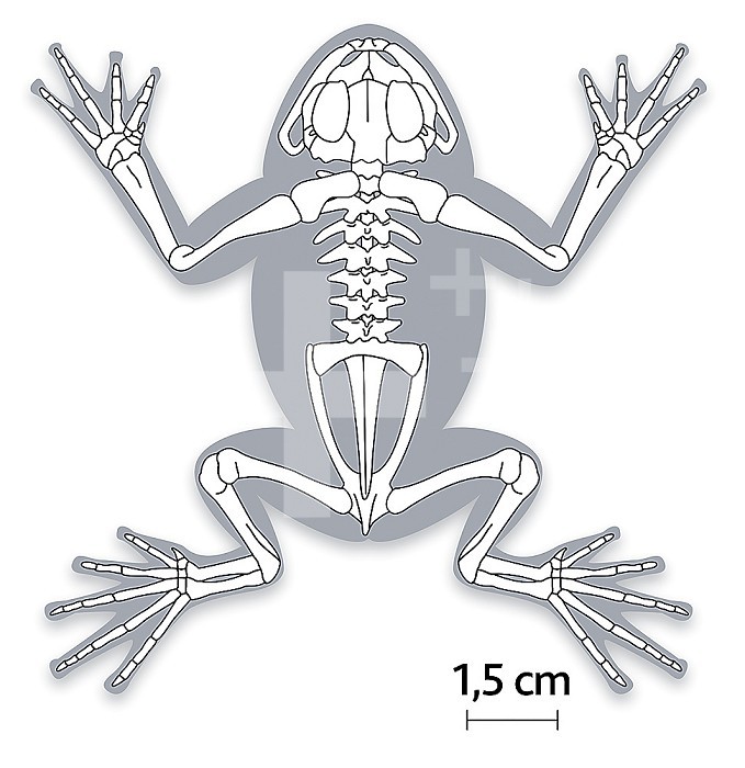 Didactic illustration showing the skeleton of a frog in a silhouette of the animal represented in gray flat top.