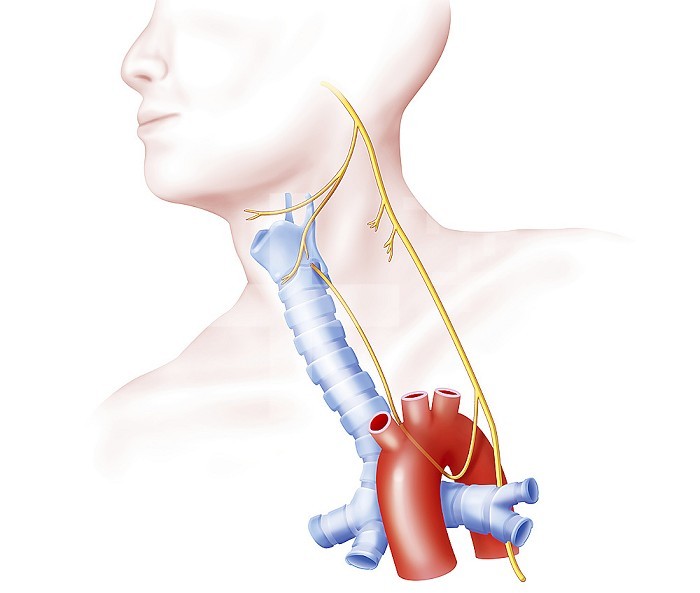 Upper and lower laryngeal nerves from the Wave nerg. Represented here on the left side, the laryngeal nerves come from the vagus nerve (10th pair of cranial nerves) which descends below the aorta and gives in its path an upper laryngeal nerve. which goes towards the front of the larynx and a lower laryngeal nerve or recurrent laryngeal nerve, which arises under the aortic arch and goes up along the trachea. The superior laryngeal nerve is essentially sensitive, its only motor innervation being for the crico muscle -thyroid and inter-arytenoid muscle.The lower laryngeal nerve is the nerve of phonation (nerve of the left and right vocal cords) .It does not have the same origin and path on the right side and on the left side. arises below the subclavian artery and the hook to ascend obliquely towards the pharynx by innervating the organs of the neck: esophagus, larynx, trachea. On the left it arises in the thorax under the aortic arch and its path is rather vertical, traveling between the esophagus and the trachea.