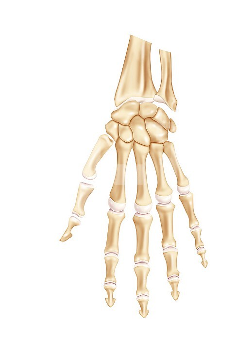 Skeleton of the hand and the wrist in dorsal view. From top to bottom, from left to right, we have the different bones, - distal head radius, ulna - carpal bones- metacarpals- phalanges.