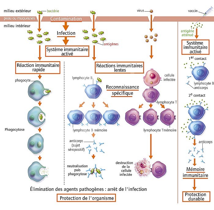 Immune reactions after contamination by bacteria and viruses. Most of this illustration, from left to right, shows the different immune reactions of our body after contamination, either by a bacterium or by a virus. The right-hand column explains the immune reaction triggered after vaccination. After contamination with a pathogen and infection of the body, the immune system activates differently over time. The rapid immune response usually stops the infection. The phagocytes encounter the pathogen and the phagocyte absorbs it to destroy it. If the infection persists, slower immune responses involve specific antigen lymphocytes (in red). B lymphocytes produce antibodies that neutralize antigens. Lymphocytes destroy virus-infected cells by contact. These immune reactions eliminate pathogens and stop infection. Some lymphocytes keep in mind a first contact with an antigen. This immune memory makes the immune response more effective in a second contact with the antigen. Vaccination enables the body to acquire a lasting immune memory.