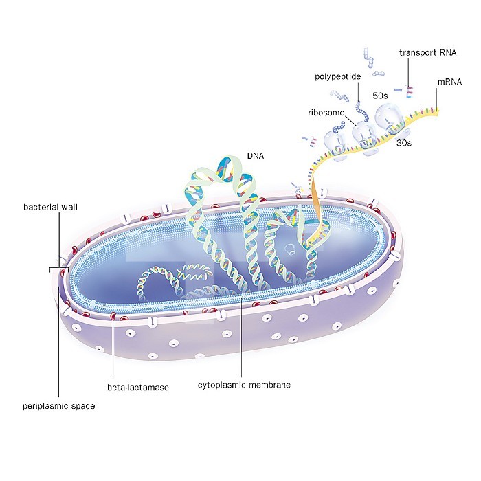 Gram negative bacterium in section, DNA, mRNA ribosomes, treatments. The bacterium is cut to show its structure: wall traversed by porins, periplasmic space with the peptidoglycan, and the cytoplasmic membrane. At the heart of the bacterium, the DNA in transcription with a long strand of mRNA, the ribosomes producing polypeptides. Transport RNA.