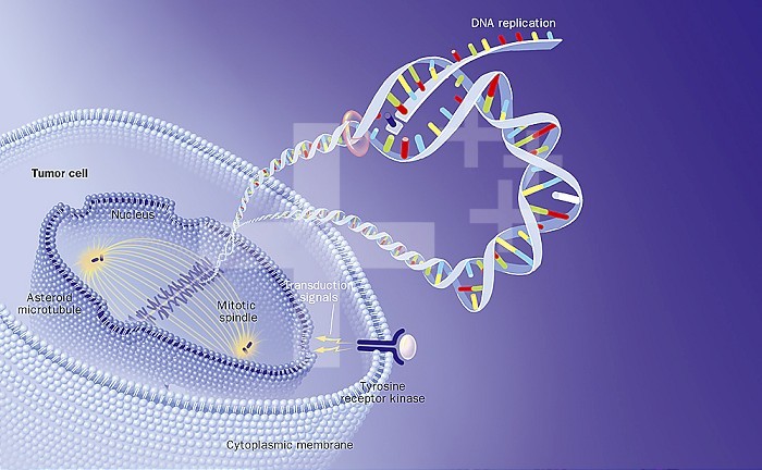 Oral chemotherapies and their action on the cell. A tumor cell is seen in section. Cytoplasmic membrane with a tyrosine kinase receptor on his right. The nucleus of the tumor cell is cut to show the mitotic spindle. A double helix of DNA starts from a chromosome. On the DNA we see from left to right a replication phase blocked by a purine analogue an agent intercalating an intrabrin bridging.