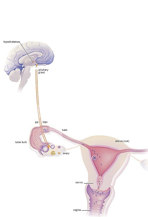 Brain and ovary, uterine endometrium, cervical mucus, targets of hormonal contraceptives. The hypothalamus regulates the secretion of FSH and LH from the pituitary gland. FSH and LH occur at the time of follicular phase and ovulation. In case of fertilization, the egg fertilized by the spermatozoa migrates to the uterus for its nesting in the endometrium. Hormonal contraception acts by blocking the hypothalamic-pituitary axis, blocking ovulation, rendering the endometrium unsuitable for nesting and / or modifying cervical mucus, making it unfit for sperm migration.