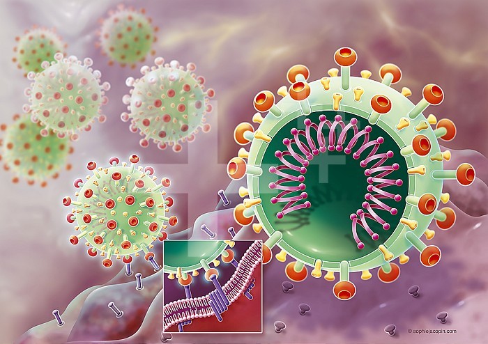 COVID 19, fusion with a host cell, SARS-Cov2. This scientific illustration represents the fusion of the coronavirus (in green) with a host cell (in purple). When the virus reaches the respiratory system by inhalation, left side of the drawing, it fuses with a host cell. It is thanks to its protein S (spicule), a viral surface protein that SARS Cov2 will cling to the membrane receptors of the host cell. Besides the zoom in the center the illustration shows this grip between SARS CoV2 and the membrane of the host cell on a sectional view. While on the right of the drawing, the virus is represented in section with all its proteins. A distinction is therefore made between proteins S (spicules, green and red), proteins E (envelope proteins in yellow), the membrane proteins constitute the thickness of the membrane of the virus (in green). This section delimits the center of the virus in which we distinguish the N protein (dark pink balls) which, together with the viral RNA, constitute the nucleocapsid (in pink). Strasbourg, Bas-Rhin, France.