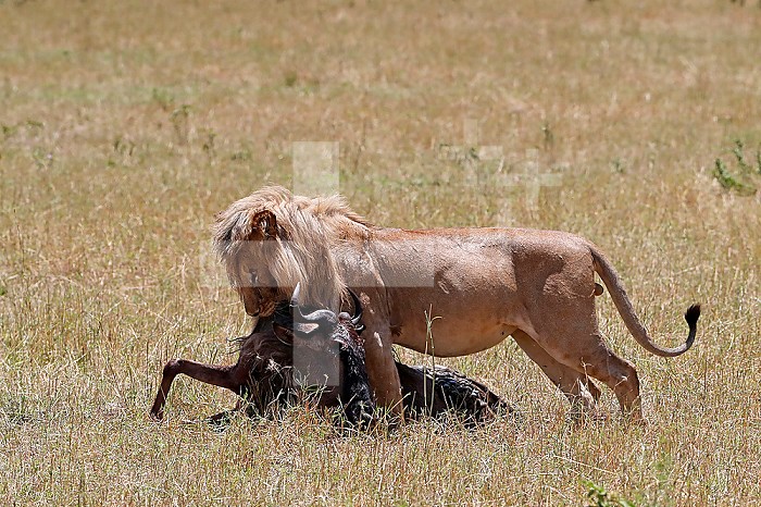 Lion (Panthera leo) with wildebeest kill in savanna. Masai Mara National Park. Kenya.