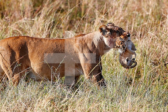 A lioness (Panthera leo) moving a young cubs from by carrying it in her mouth. Masai Mara National Park. Kenya.