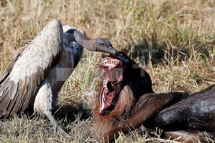 White-backed vulture (Gyps africanus) with a wildebeest carcass. Masai Mara National Park. Kenya.