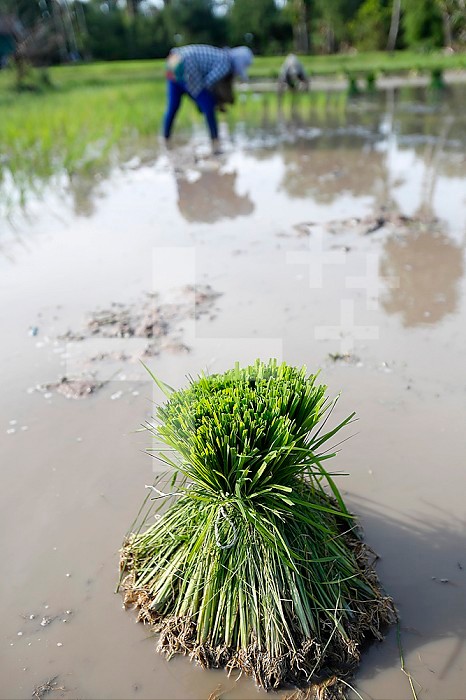 Female farmer transplanting rice shoots into rice paddies. Kep. Cambodia.