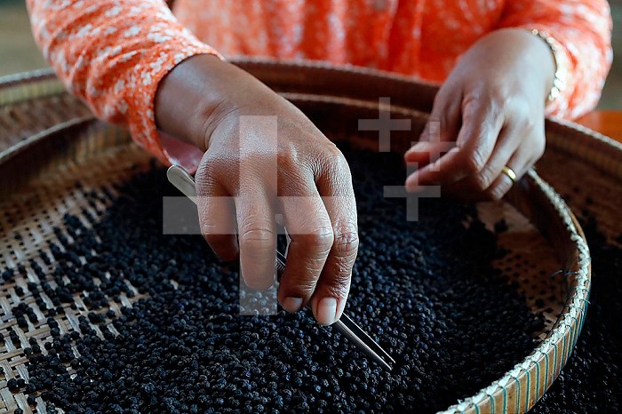 Pepper farm. Woman preparing Kampot black pepper. Hand selection of pepper. Kep. Cambodia.