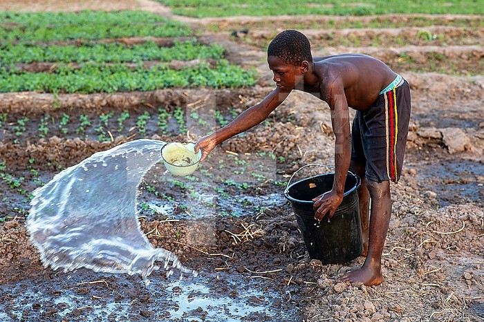 Boy watering a field in Karsome, Togo.