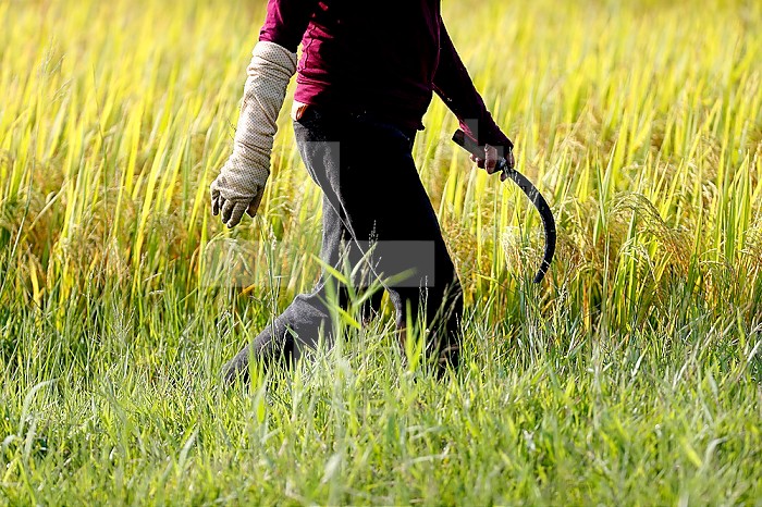 Agriculture. Vietnamese woman working in a rice field. Hoi An. Vietnam.